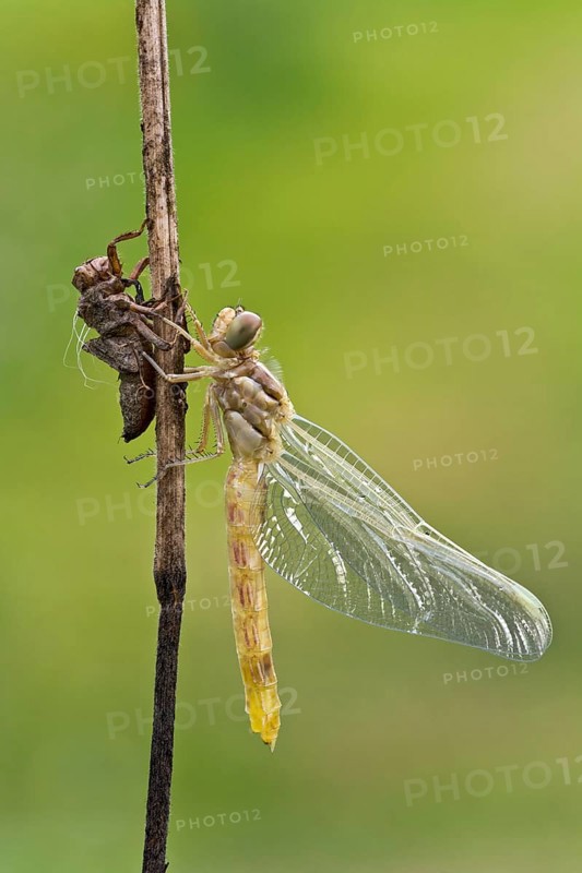 Keeled skimmer (Orthetrum coerulescens)