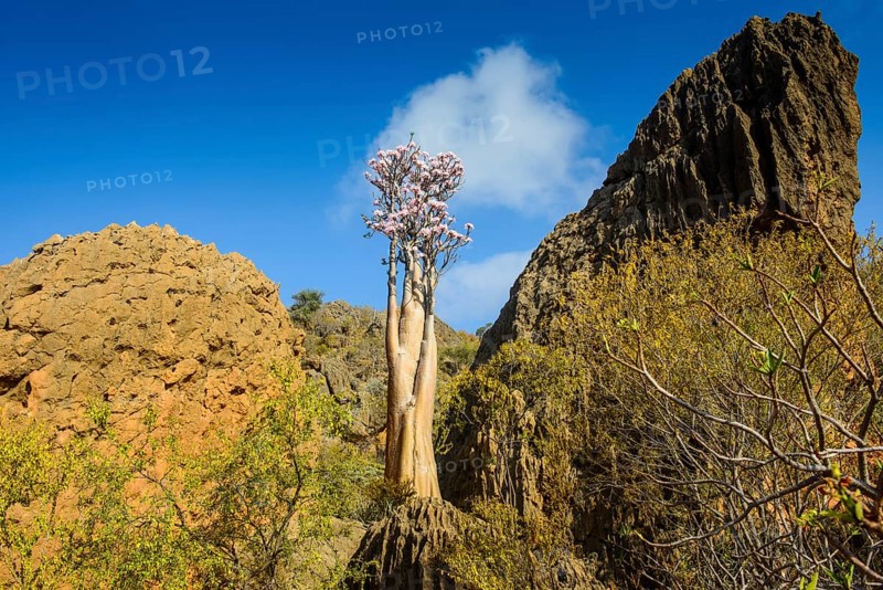 Bottle Tree (Adenium obesum) in bloom