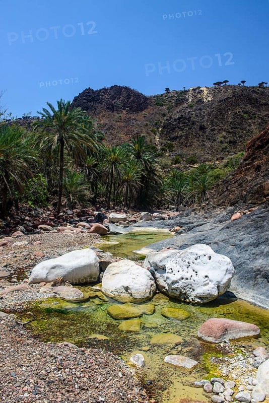 Socotra Dragon Tree or Dragon Blood Tree (Dracaena cinnabari) forest