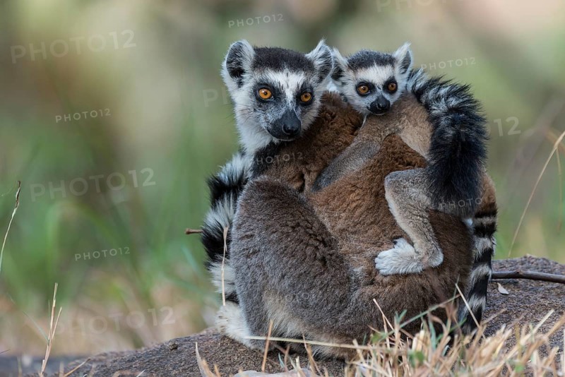 Ring-tailed Lemur (Lemur catta)