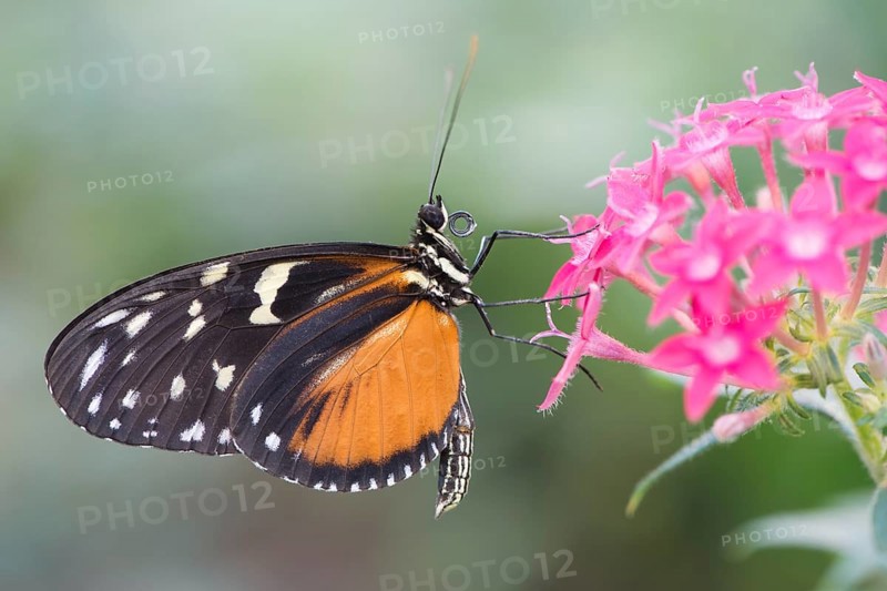 Tiger Longwing (Heliconius hecale)