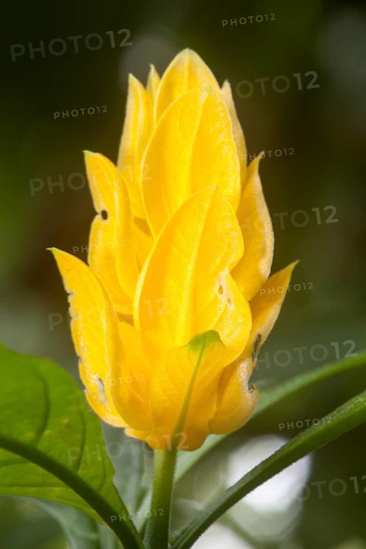 Lollipop Plant or Golden Shrimp Plant (Pachystachys lutea)