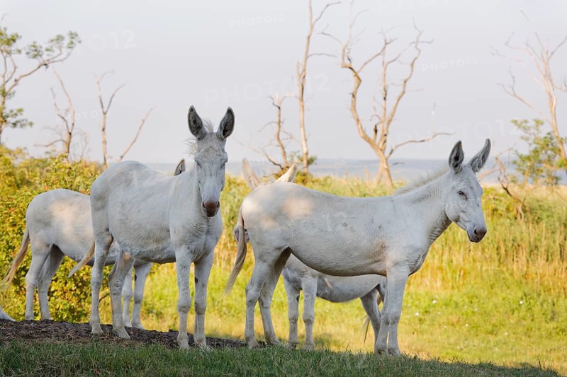 Four Austria-Hungarian White donkeys or Baroque Donkeys