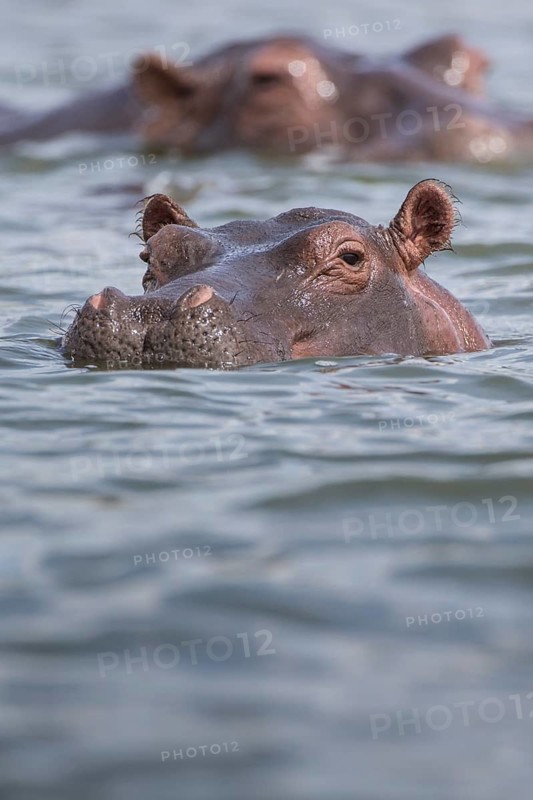 Hippopotamus (Hippopotamus amphibius)
