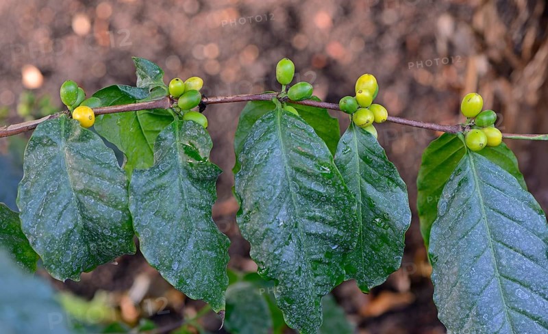 African Coffee (Coffea stenophylla)