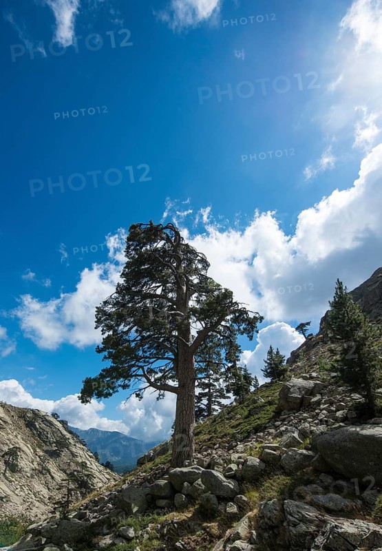 Tree on a hillside in the mountains