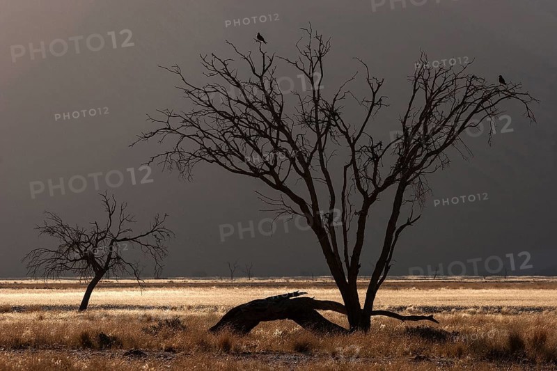 Dead Camel thorn tree (Vachellia erioloba)