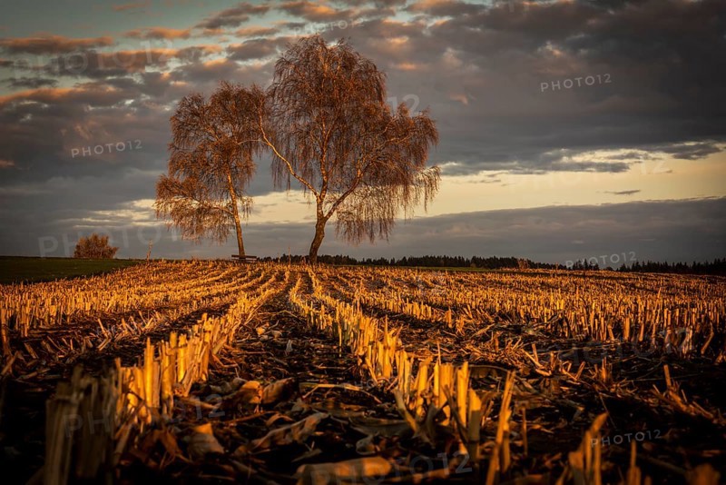 Harvested maize field with birch trees and a cloudy sky