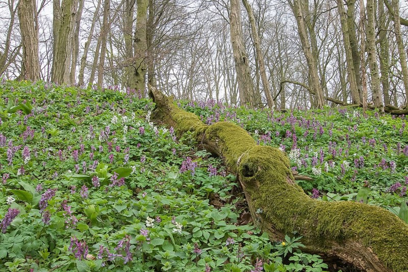 Hollowroot (Corydalis cava) covering forest floor