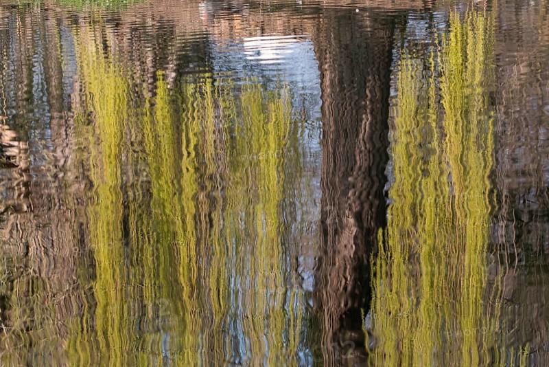 Reflection in the water of a weeping willow tree (Salix babylonica)