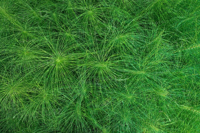 Great Horsetail (Equisetum telmateia)