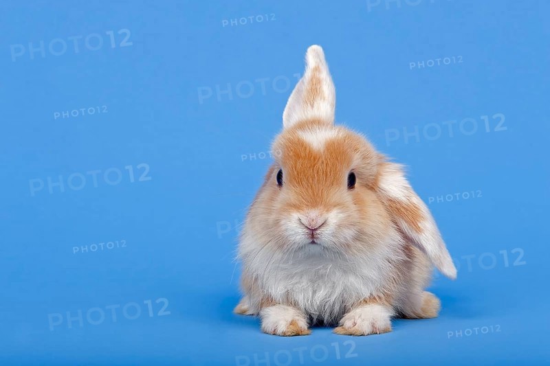 Dutch rabbit