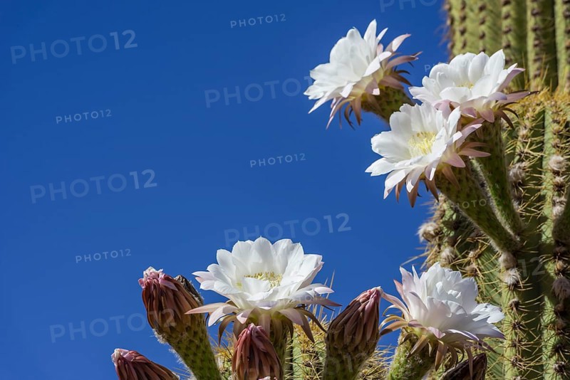 Blooming Echinopsis chiloensis cactus