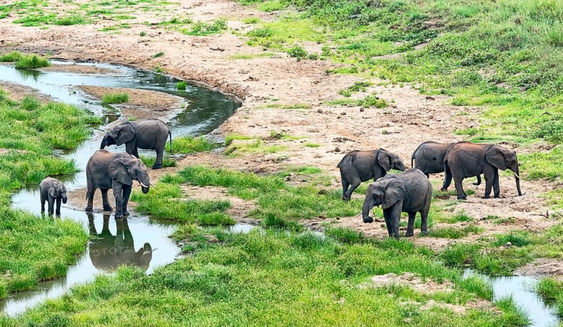African Elephants (Loxodonta africana)