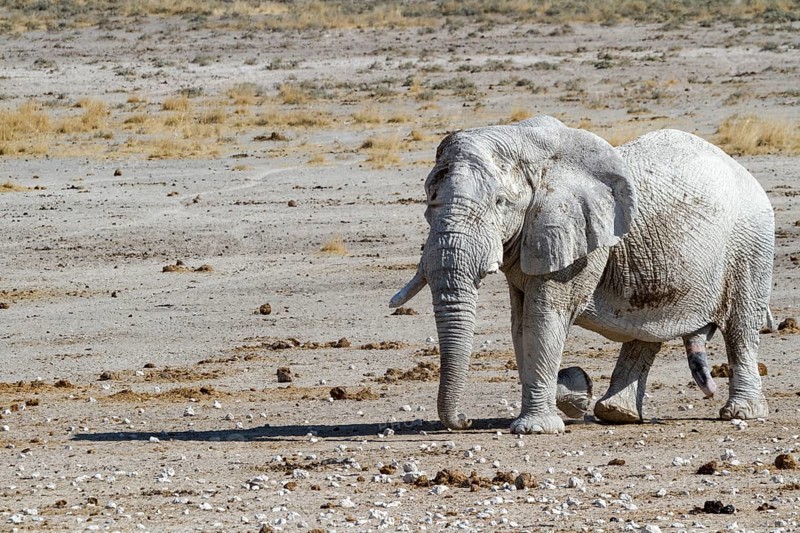 Elephant (Loxodonta africana)