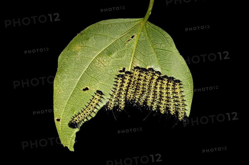 Caterpillars of the Cydno Longwing (Heliconius cydno)