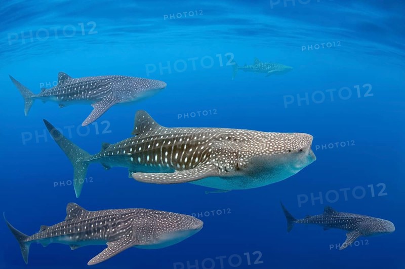 Whale shark (Rhincodon typus)