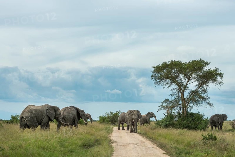 African Elephants (Loxodonta africana)