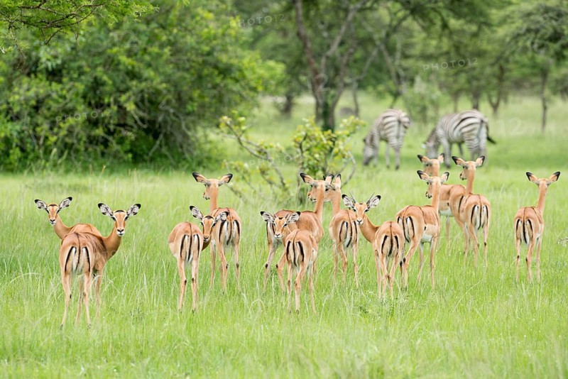 Herd of Impalas (Aepyceros melampus)