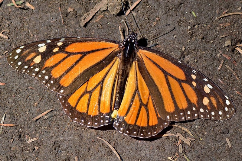 Monarch butterfly (Danaus plexippus)