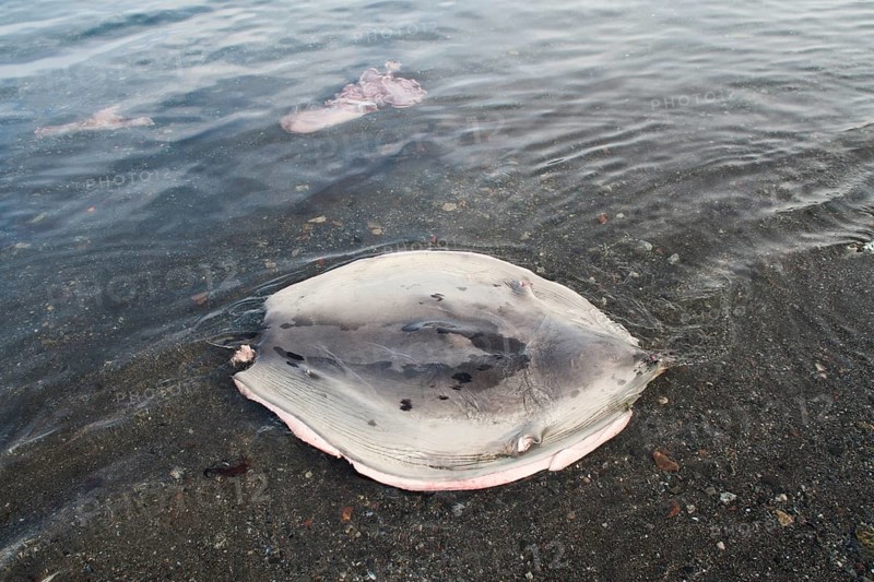 Skin of a Harp Seal (Pagophilus groenlandicus) left by a hunter in a bay