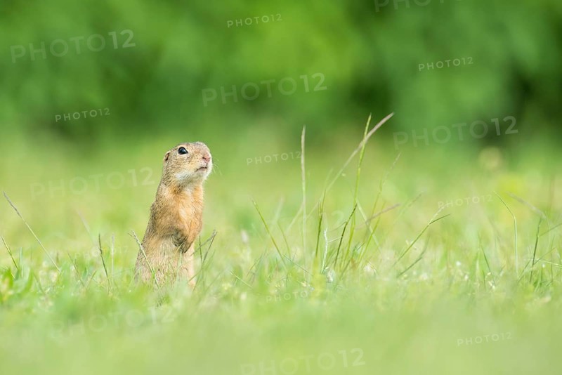 European ground squirrel (Spermophilus citellus)