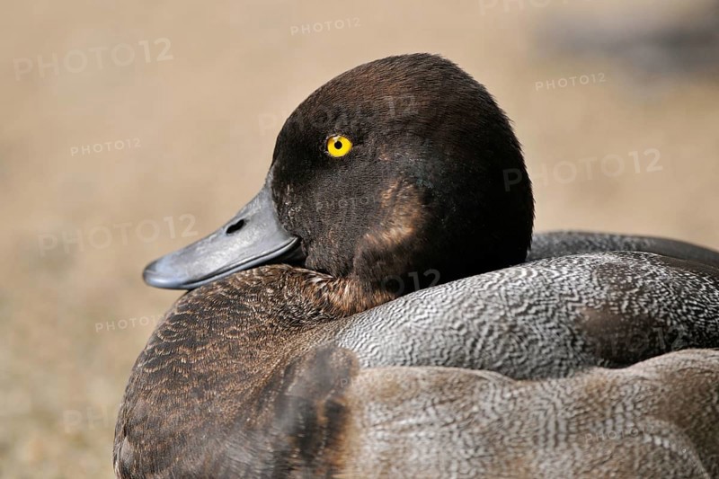 Greater Scaup (Aythya marila)
