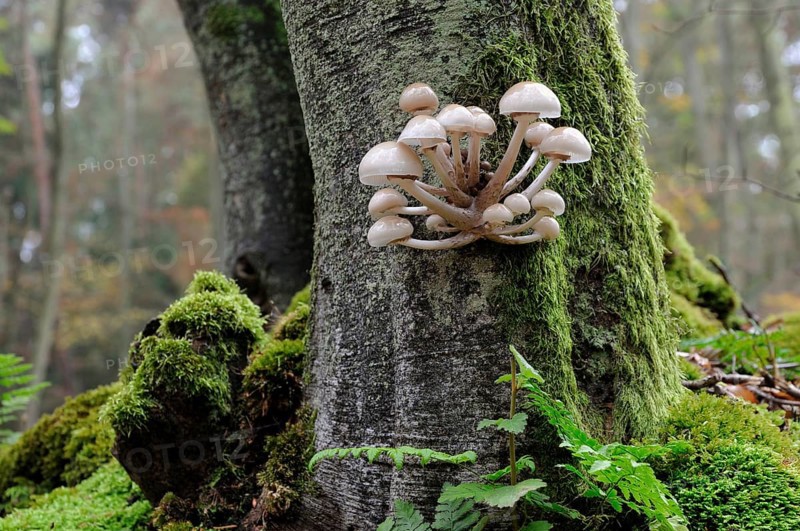 Porcelain Fungus (Oudemansiella mucida)
