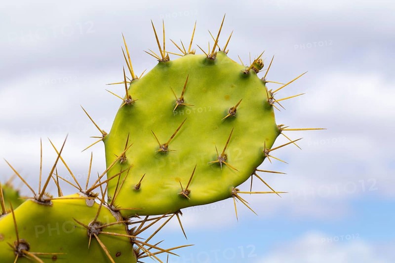 Leaf with spines