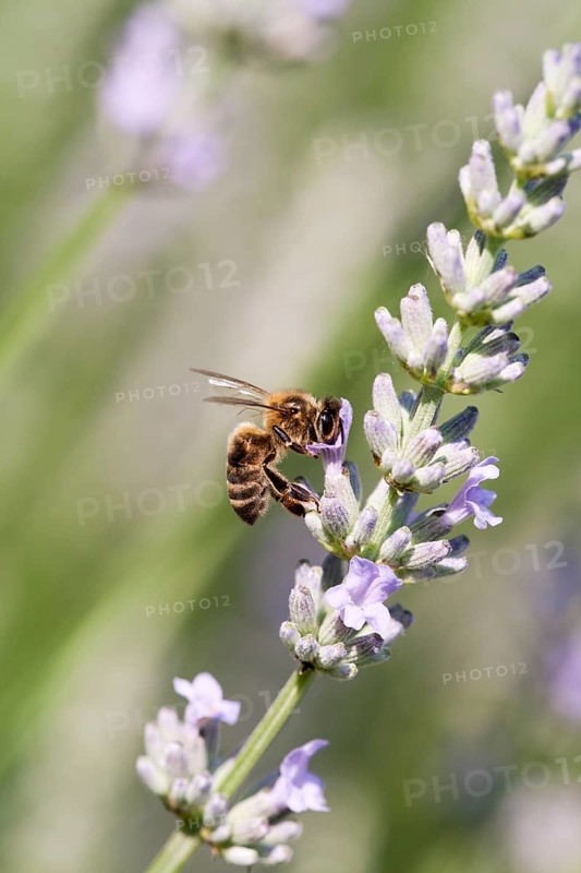 European Honey Bee (Apis mellifera) feeding on nectar of Lavender (Lavandula angustifolia)