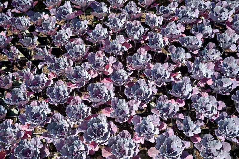 Red cabbage (Brassica oleracea convar. Capitata var. Rubra L.) bed