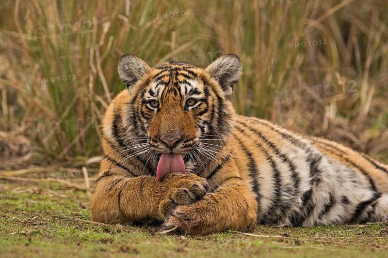 Sub-adult Bengal or Indian tiger (Panthera tigris tigris) resting on a grassy patch of ground