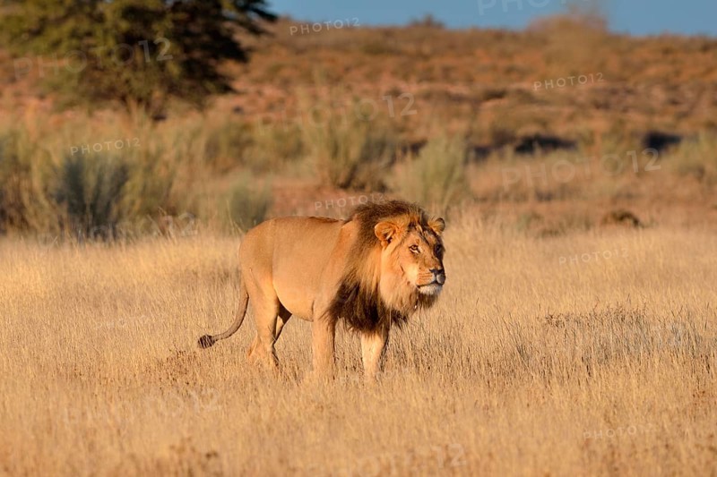 Lion (Panthera leo)