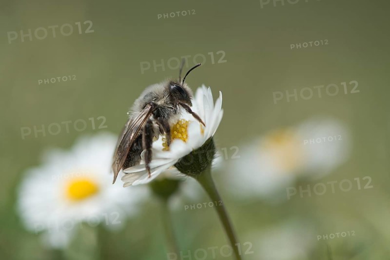 Ashy mining bee (Andrena cineraria)