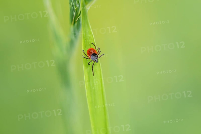 Female tick