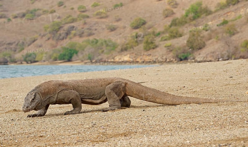Komodo Dragon (Varanus komodoensis)