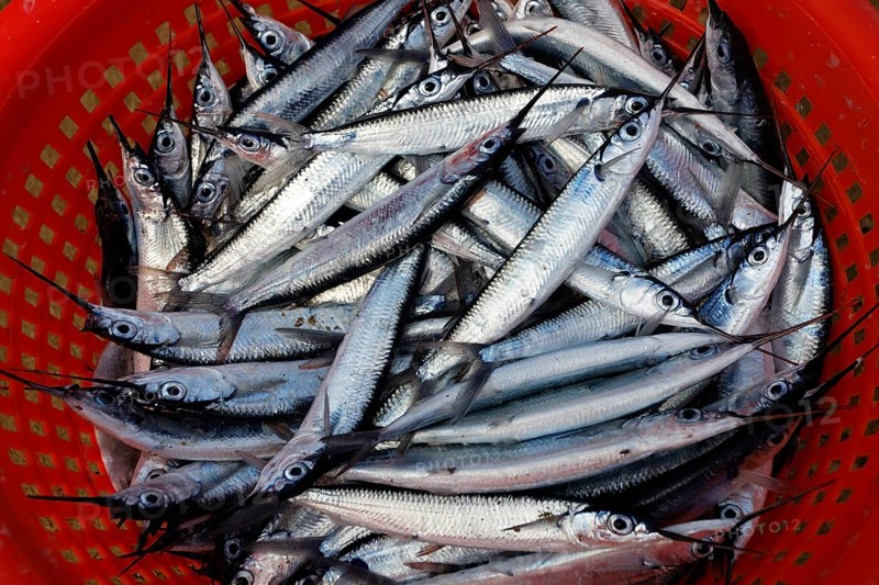 Silvery fish