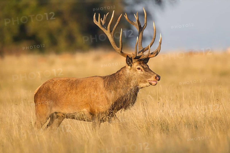 Red Deer (Cervus elaphus)