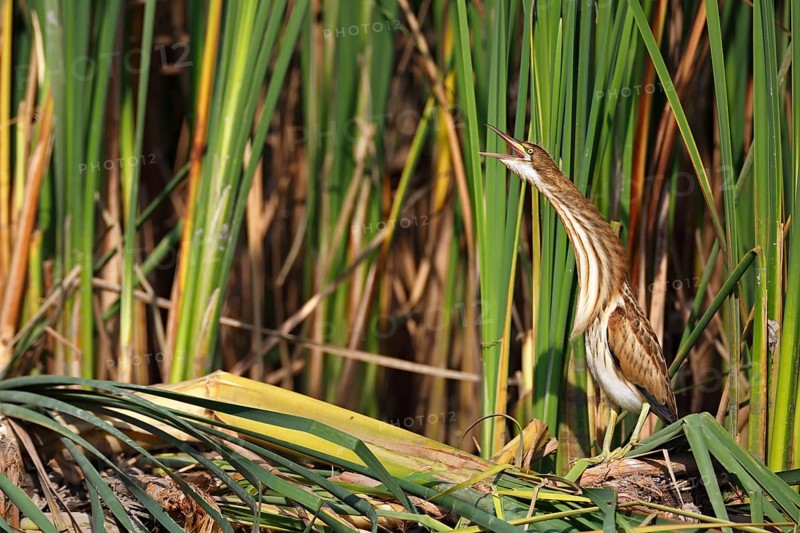 Little Bittern (Ixobrychus minutus)