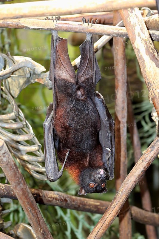 Large flying fox (Pteropus vampyrus)