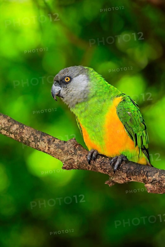 Senegal Parrot (Poicephalus senegalus)