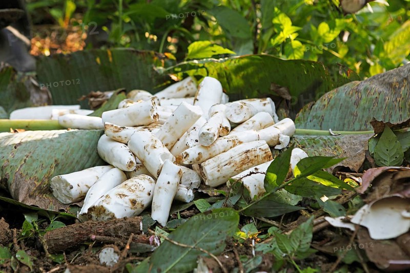 Peeled cassava root on the jungle floor