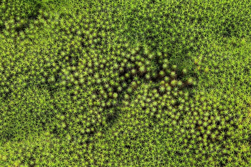 Star Moss (Polytrichum)
