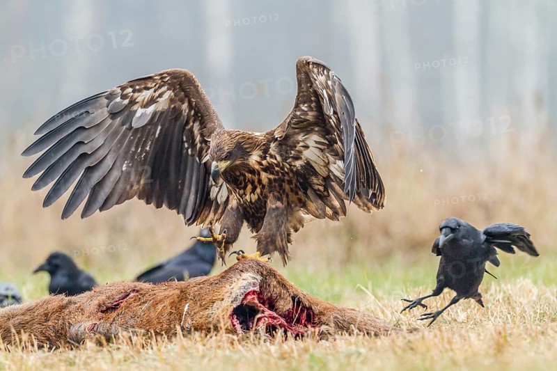 Young Eagle (Haliaeetus albicilla)