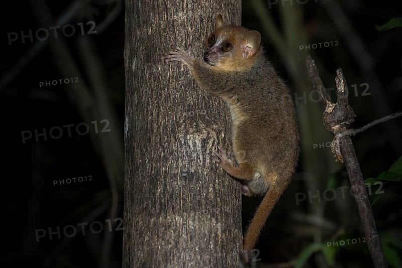Gray Mouse Lemur (Microcebus murinus)
