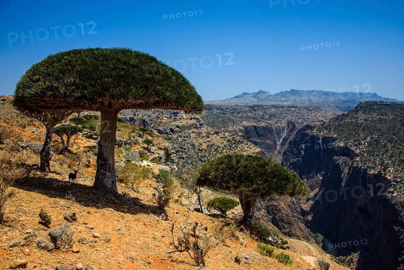 Socotra Dragon Tree or Dragon Blood Tree (Dracaena cinnabari) in front of a canyon