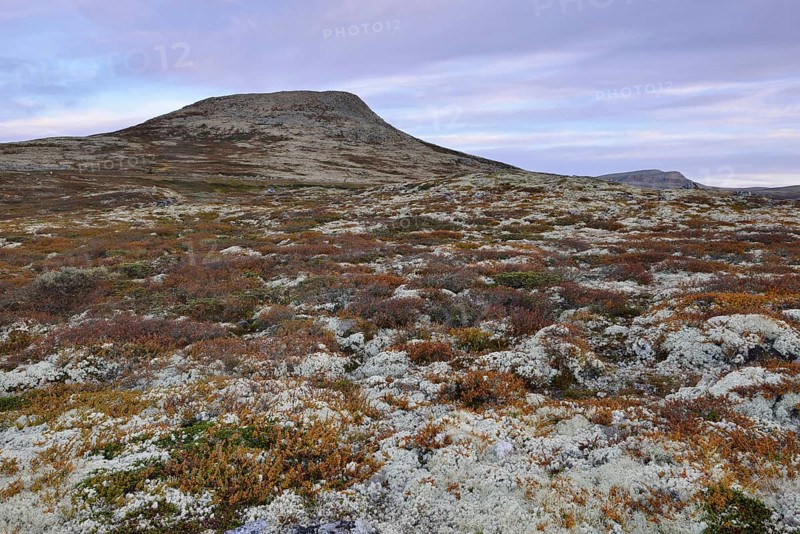 Reindeer Lichen (Cladonia rangiferina)