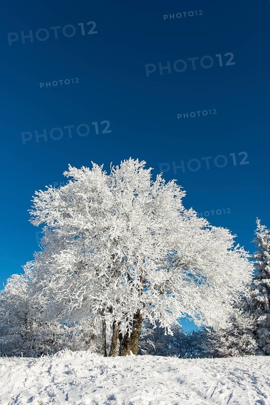Snowy tree
