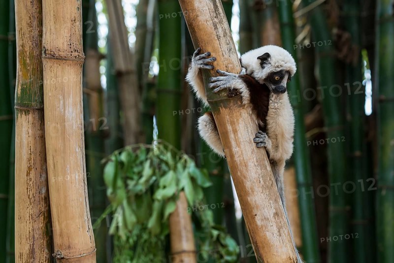 Coquerel's sifaka (Propithecus coquereli)