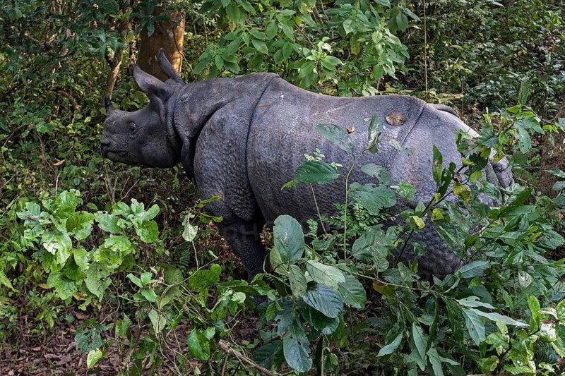 Indian rhinoceros (Rhinoceros unicornis) in the Chitwann National Park